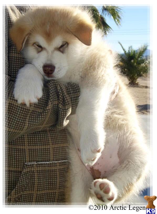 Stud Dogs - Alaskan Malamute